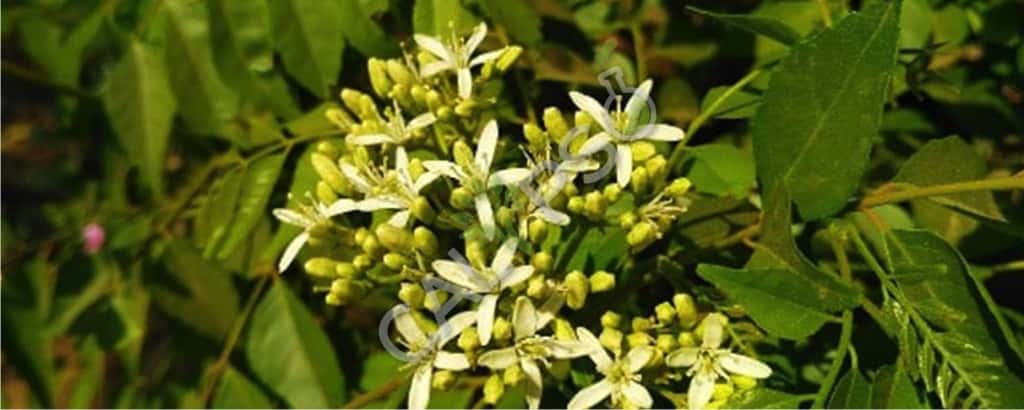 Comprar curry hoja natural esencial aceite